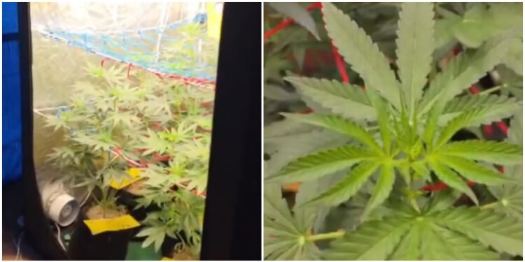 Plantação de maconha é descoberta em Tamoios, distrito de Cabo Frio