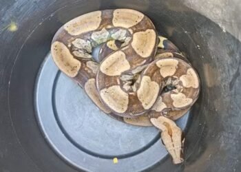 Jiboias são retiradas de dentro de caixas d’água em Cabo Frio