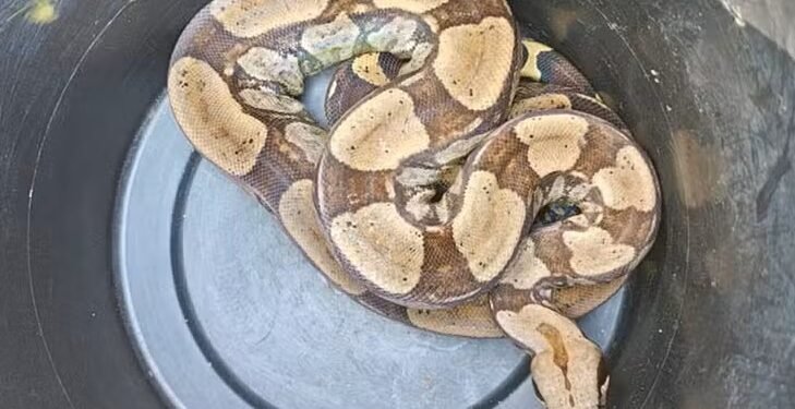 Jiboias são retiradas de dentro de caixas d’água em Cabo Frio