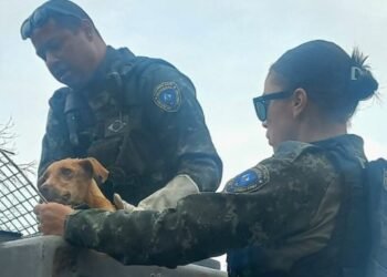 Cachorro abandonado há mais de 15 dias é resgatado em Tamoios; tutora poderá responder por maus-tratos