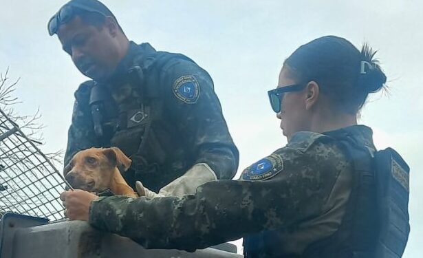 Cachorro abandonado há mais de 15 dias é resgatado em Tamoios; tutora poderá responder por maus-tratos