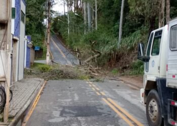 Queda de árvore altera trânsito em Macaé