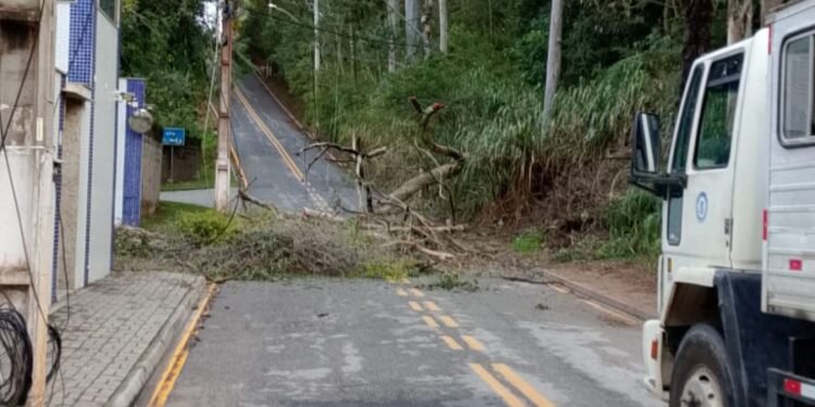 Queda de árvore altera trânsito em Macaé