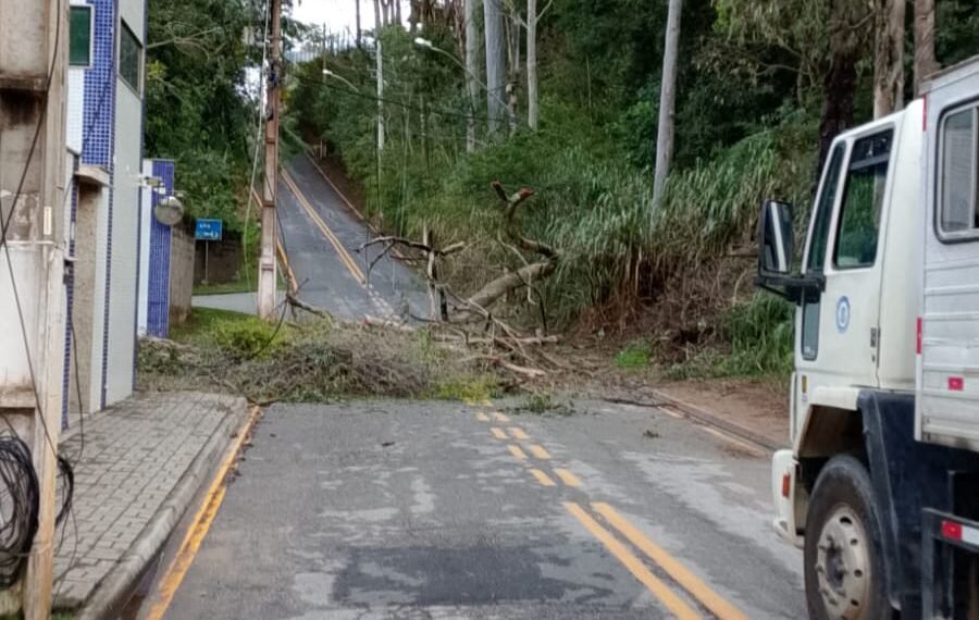 Queda de árvore altera trânsito em Macaé