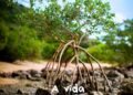 Dia da ‘Memória Oral Buziana’ será celebrado com mostra gratuita de filmes no Cine Bardot; documentário premiado sobre o Mangue de Pedra será exibido