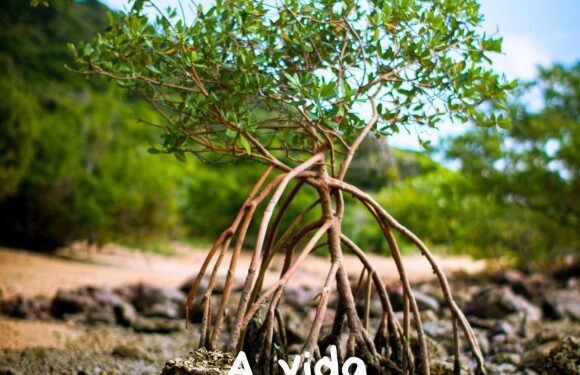 Dia da ‘Memória Oral Buziana’ será celebrado com mostra gratuita de filmes no Cine Bardot; documentário premiado sobre o Mangue de Pedra será exibido