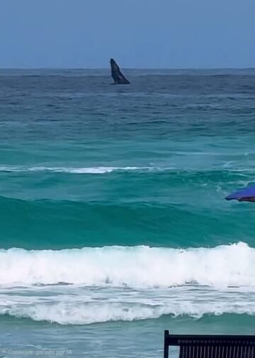 Baleia impressiona moradores e turistas em Arraial do Cabo
