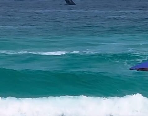 Baleia impressiona moradores e turistas em Arraial do Cabo