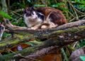 Ilha na Costa Verde abriga mais de 700 gatos abandonados; situação mobiliza estudos ambientais