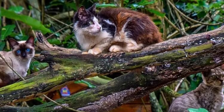 Ilha na Costa Verde abriga mais de 700 gatos abandonados; situação mobiliza estudos ambientais