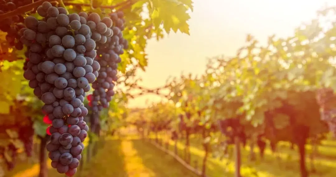 Mudanças climáticas e como isso afeta a produção de vinho no mundo