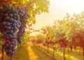 Mudanças climáticas e como isso afeta a produção de vinho no mundo