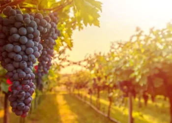 Mudanças climáticas e como isso afeta a produção de vinho no mundo
