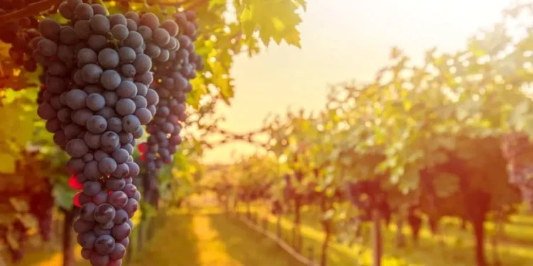 Mudanças climáticas e como isso afeta a produção de vinho no mundo
