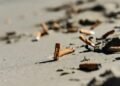 Levantamento aponta bitucas de cigarro como principal lixo em praias da região