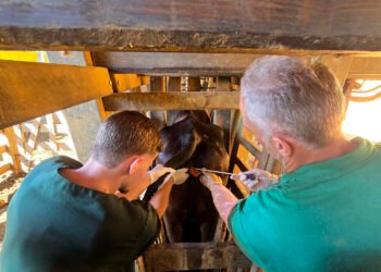 Programa de inseminação gratuita ultrapassa 6 mil vacas atendidas em Macaé
