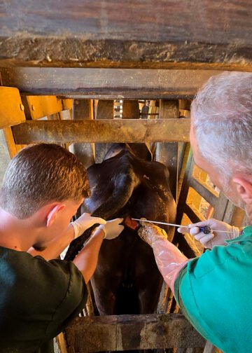 Programa de inseminação gratuita ultrapassa 6 mil vacas atendidas em Macaé