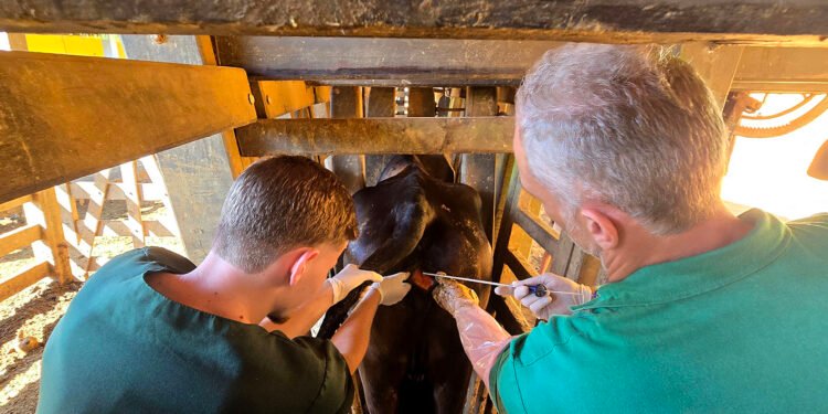 Programa de inseminação gratuita ultrapassa 6 mil vacas atendidas em Macaé