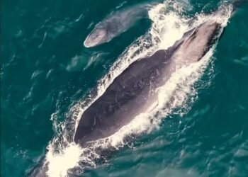 Filhote de baleia-jubarte encanta em Arraial do Cabo; veja vídeo