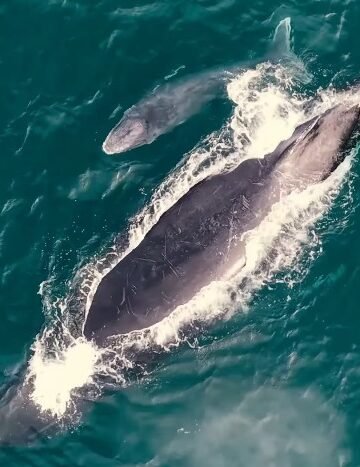 Filhote de baleia-jubarte encanta em Arraial do Cabo; veja vídeo