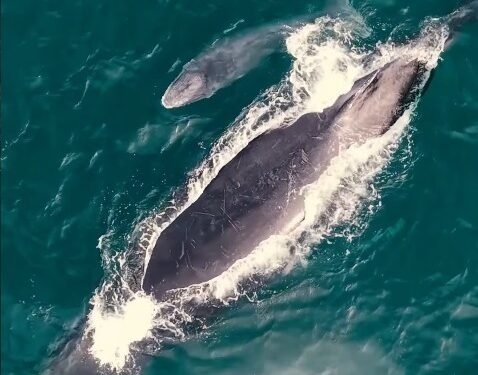 Filhote de baleia-jubarte encanta em Arraial do Cabo; veja vídeo