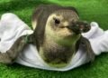 Pinguins chegam às praias da Costa do Sol; especialistas orientam como agir ao encontrar animal