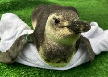 Pinguins chegam às praias da Costa do Sol; especialistas orientam como agir ao encontrar animal