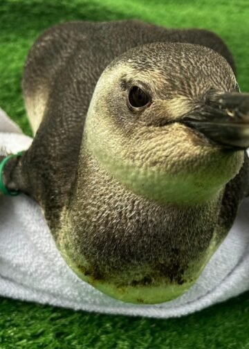Pinguins chegam às praias da Costa do Sol; especialistas orientam como agir ao encontrar animal