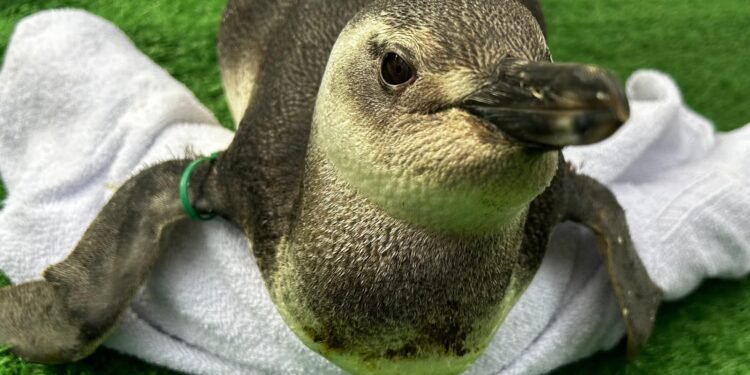 Pinguins chegam às praias da Costa do Sol; especialistas orientam como agir ao encontrar animal