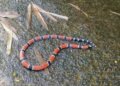 Cobra-coral é encontrada na beira da Cachoeira do Escorrega, no Sana