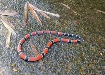 Cobra-coral é encontrada na beira da Cachoeira do Escorrega, no Sana