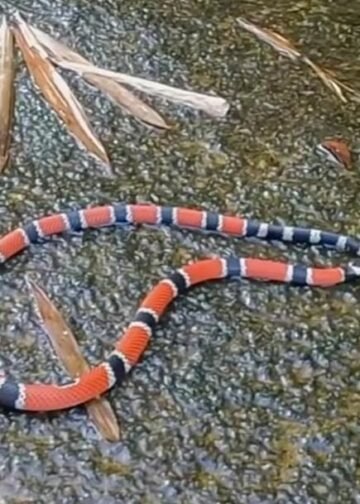 Cobra-coral é encontrada na beira da Cachoeira do Escorrega, no Sana