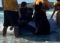 Força-tarefa resgata cachalote-mirim após três encalhes em menos de 24 horas em Cabo Frio