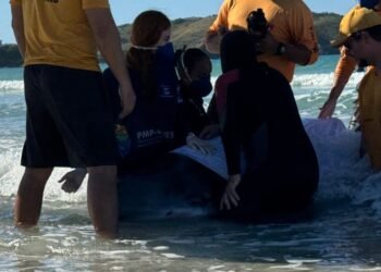 Força-tarefa resgata cachalote-mirim após três encalhes em menos de 24 horas em Cabo Frio