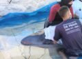 Cachalote-pigmeu morre dois dias após ser resgatada na Praia do Forte, em Cabo Frio