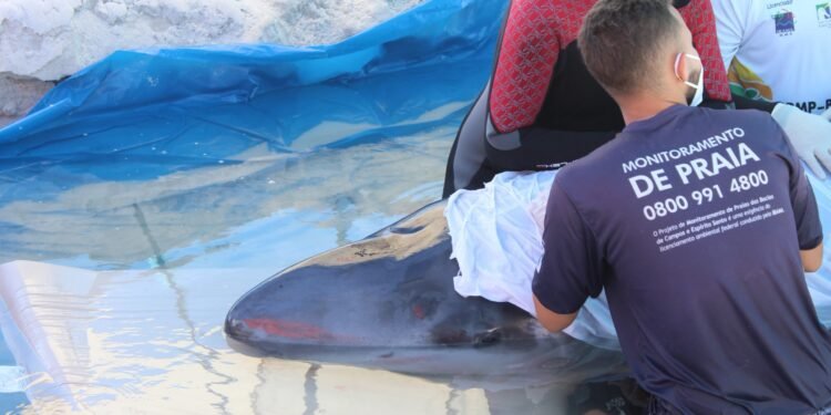Cachalote-pigmeu morre dois dias após ser resgatada na Praia do Forte, em Cabo Frio