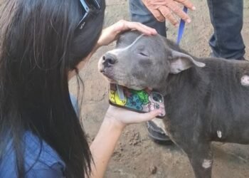 Cão vítima de maus-tratos é regatado em Cabo Frio; caso foi encaminhado para autoridades