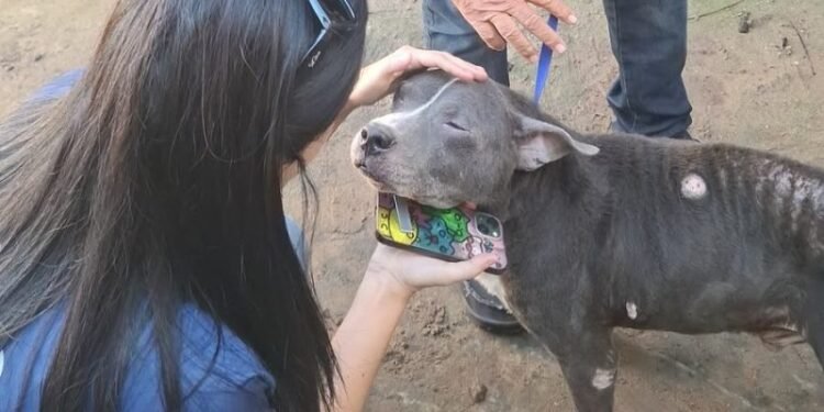 Cão vítima de maus-tratos é regatado em Cabo Frio; caso foi encaminhado para autoridades