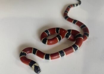 Cobra-coral é encontrada na beira da Cachoeira do Escorrega, no Sana