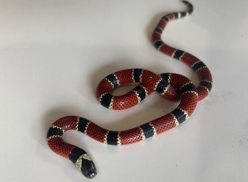 Cobra-coral é encontrada na beira da Cachoeira do Escorrega, no Sana