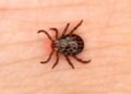 Febre maculosa, transmitida por carrapato, mata homem em São Fidélis