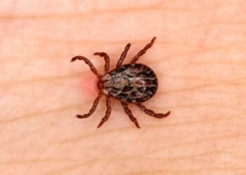 Febre maculosa, transmitida por carrapato, mata homem em São Fidélis