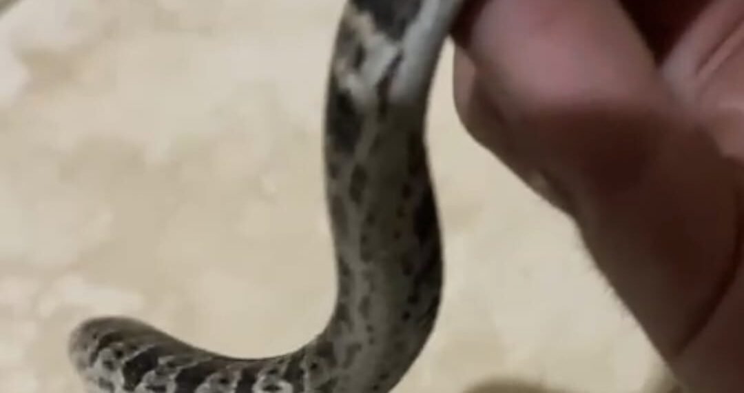 Jararaca é encontrada em espaço urbano no Sana; devolução à natureza foi feita com segurança