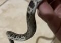 Jararaca é encontrada em espaço urbano no Sana; devolução à natureza foi feita com segurança