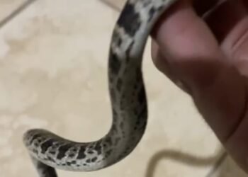 Jararaca é encontrada em espaço urbano no Sana; devolução à natureza foi feita com segurança