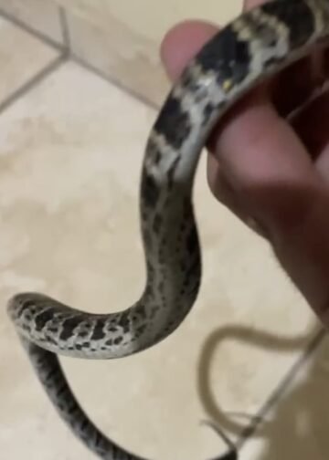 Jararaca é encontrada em espaço urbano no Sana; devolução à natureza foi feita com segurança