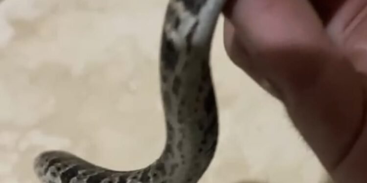 Jararaca é encontrada em espaço urbano no Sana; devolução à natureza foi feita com segurança
