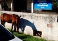 Cavalos soltos preocupam moradores de Barra de São João, em Casimiro de Abreu