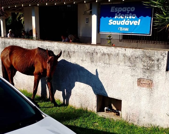 Cavalos soltos preocupam moradores de Barra de São João, em Casimiro de Abreu