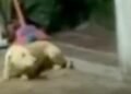 Homem é autuado por maus-tratos a animal em Araruama